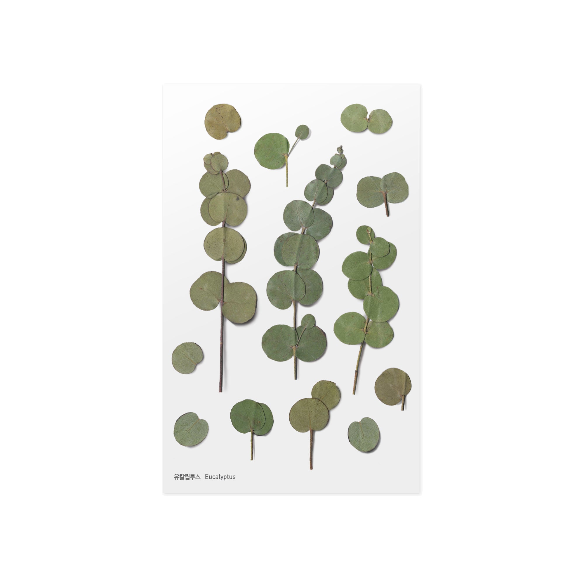 Pressed Flower Stickers - Eucalyptus - Paper Kooka
