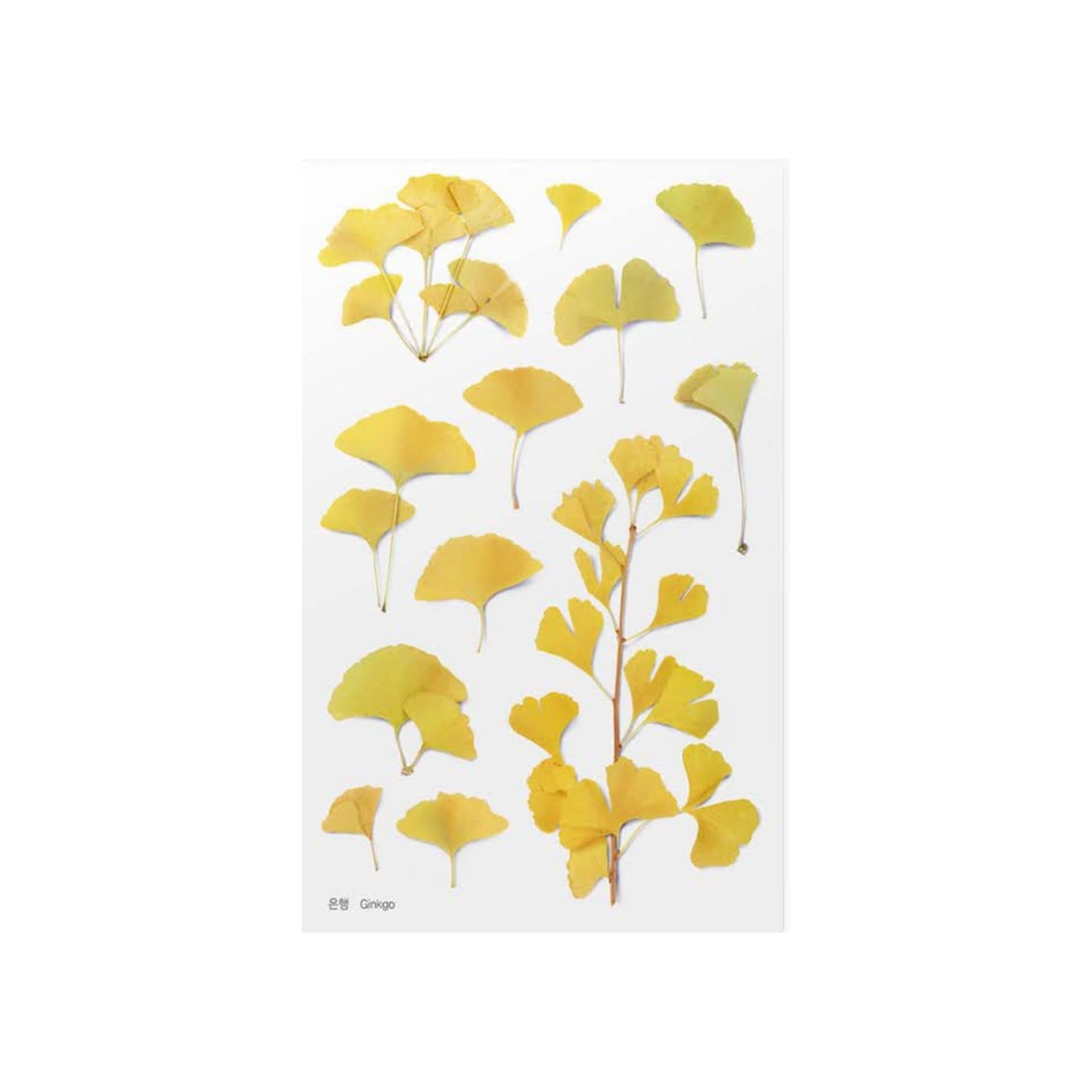 Appree Ginkgo Pressed Flower Stickers - Paper Kooka
