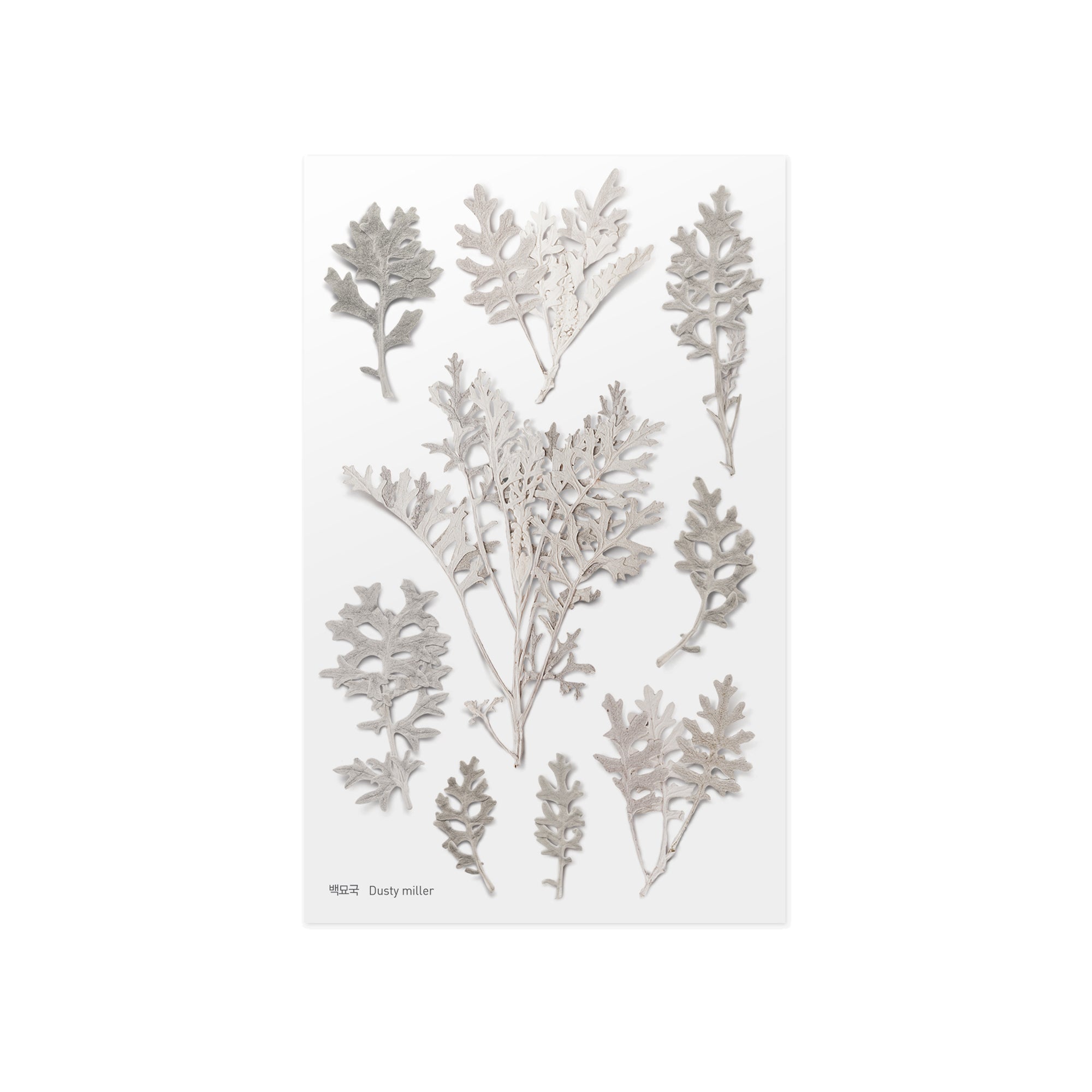 Pressed Flower Stickers - Dusty Miller - Paper Kooka