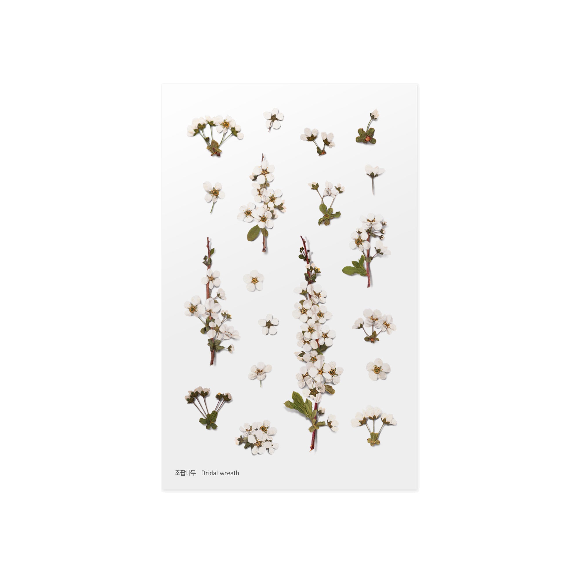 Pressed Flower Stickers - Bridal Wreath - Paper Kooka