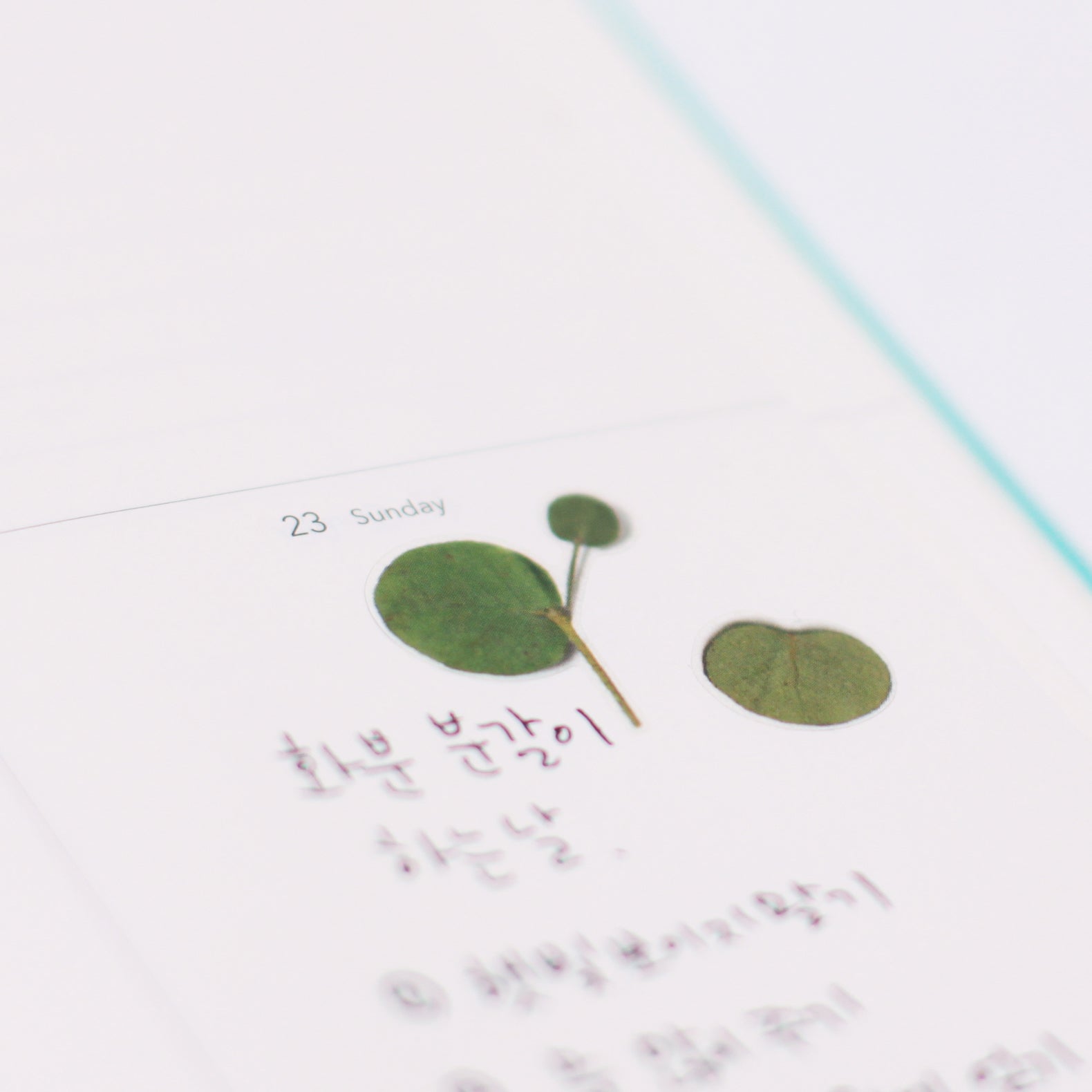 Pressed Flower Stickers - Eucalyptus - Paper Kooka