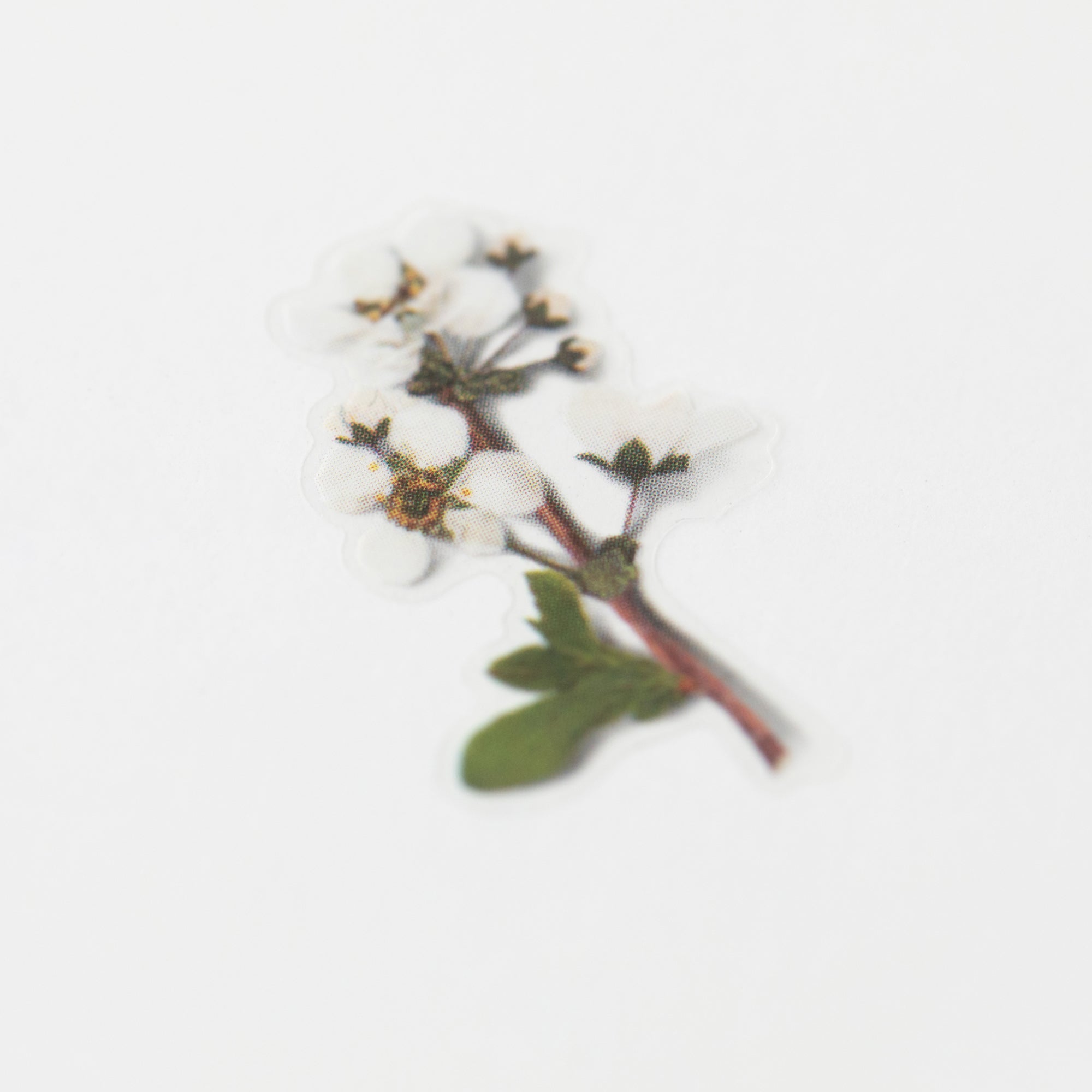 Pressed Flower Stickers - Bridal Wreath - Paper Kooka