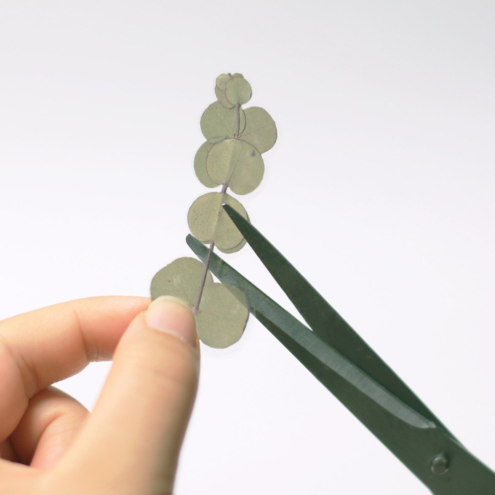 Pressed Flower Stickers - Eucalyptus - Paper Kooka