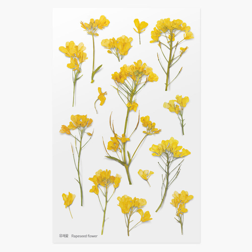 Pressed Flower Stickers - Rapeseed Flower - Paper Kooka