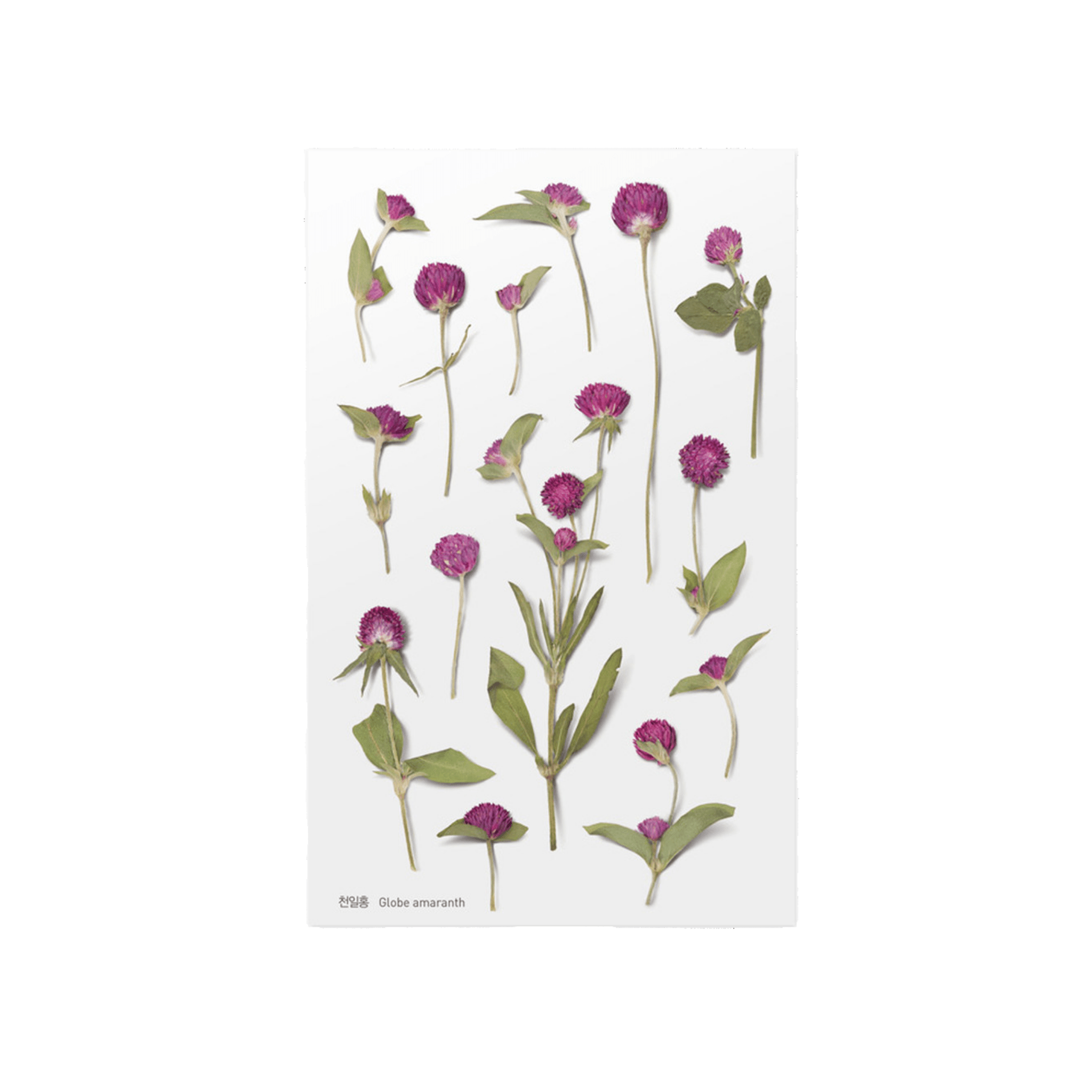 Pressed Flower Stickers - Globe Amaranth - Paper Kooka
