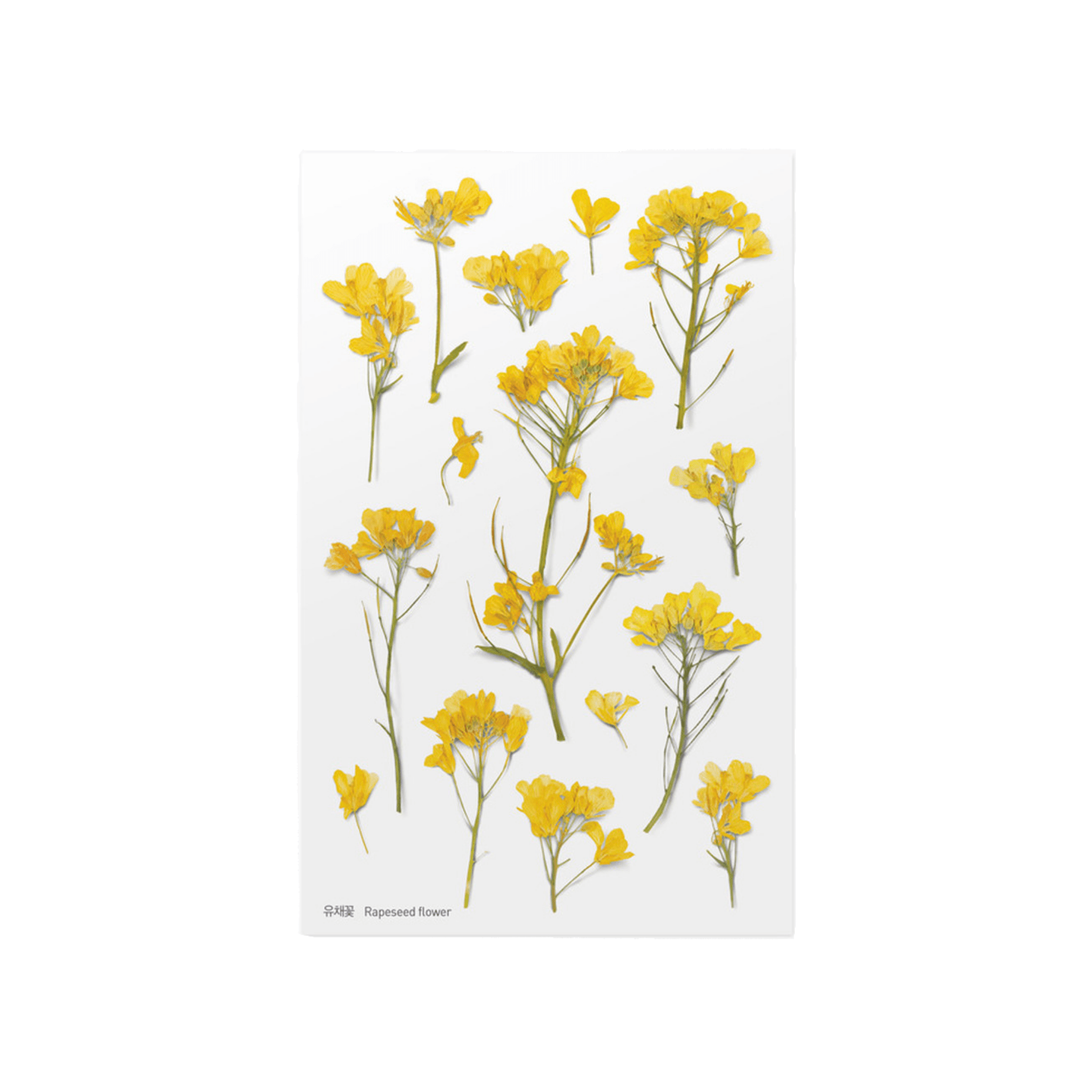 Pressed Flower Stickers - Rapeseed Flower - Paper Kooka