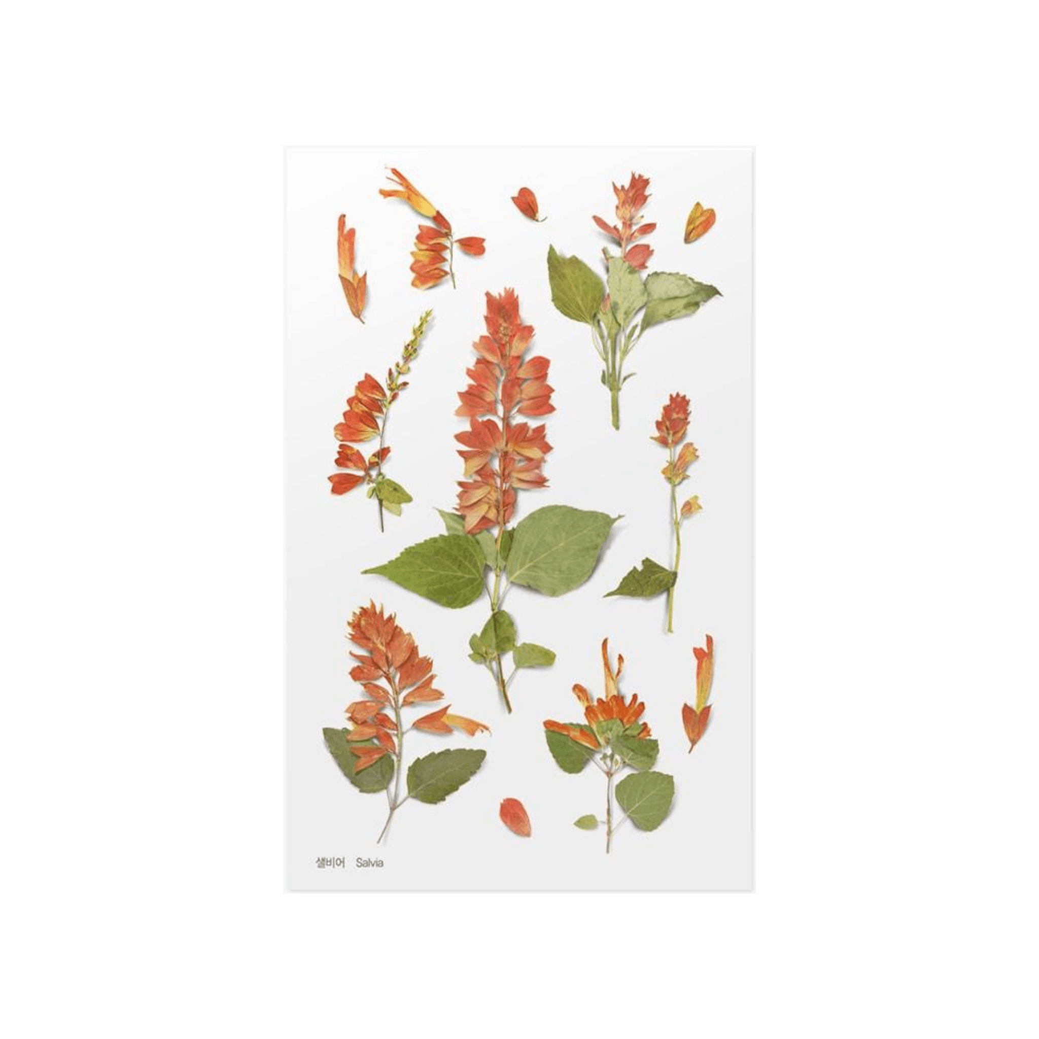 Pressed Flower Stickers - Salvia - Paper Kooka