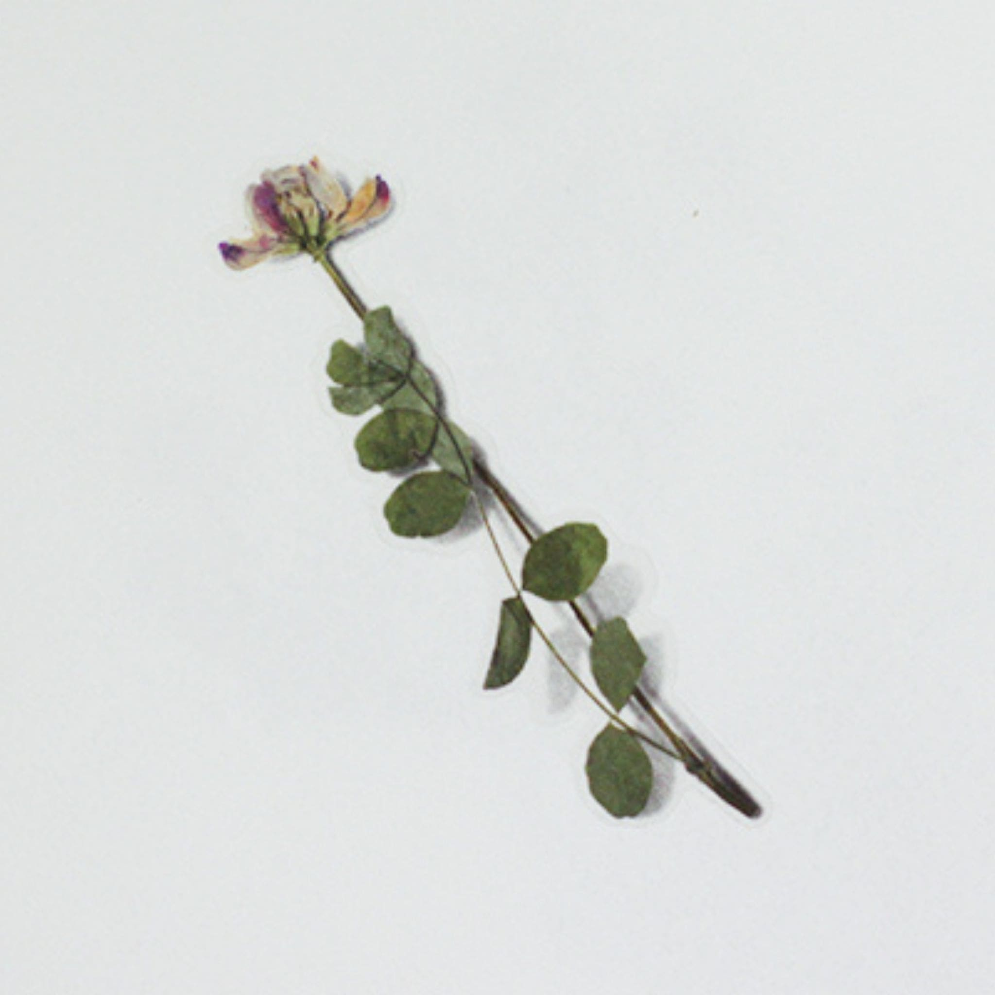 Appree Astragalus Sinicus Pressed Flower Stickers single floral sticker - Paper Kooka