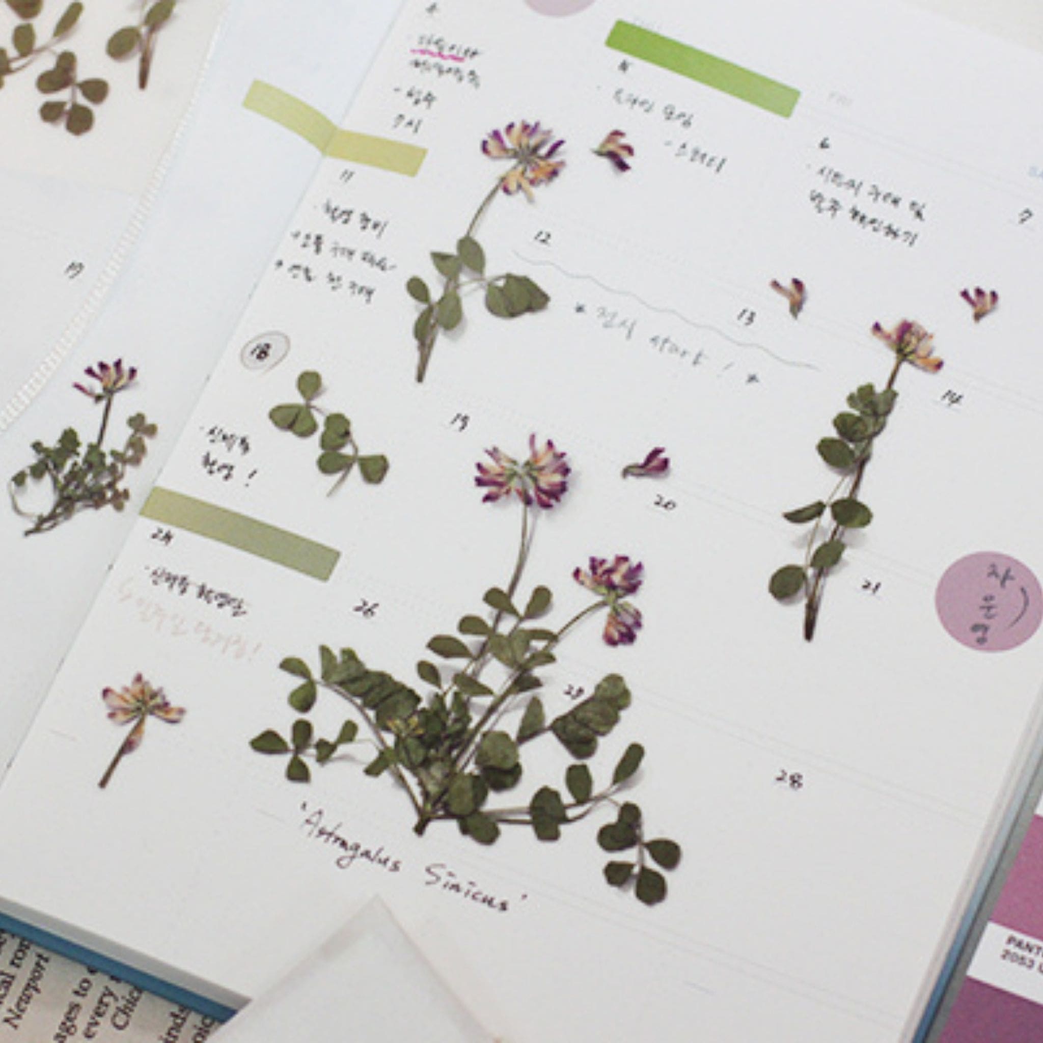 Appree Astragalus Sinicus Pressed Flower Stickers in the notebook - Paper Kooka
