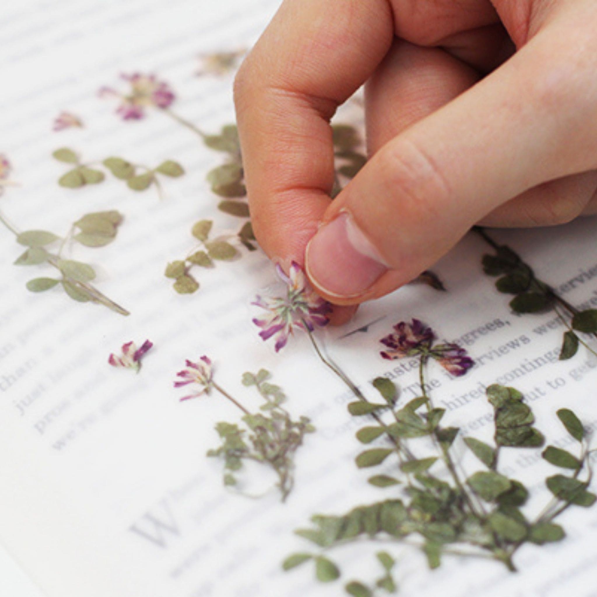 Appree Astragalus Sinicus Pressed Flower Stickers application - Paper Kooka