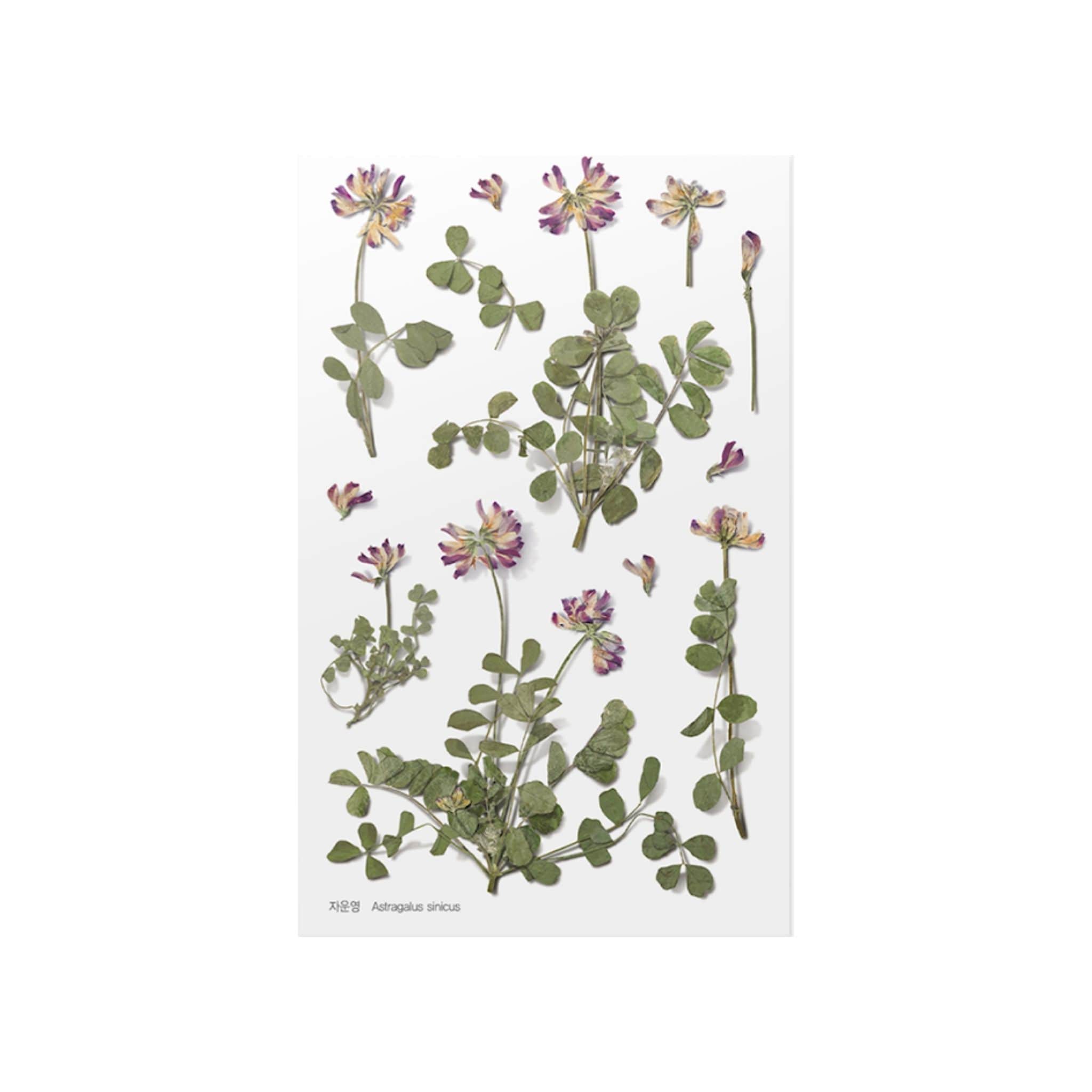 Appree Astragalus Sinicus Pressed Flower Stickers - Paper Kooka