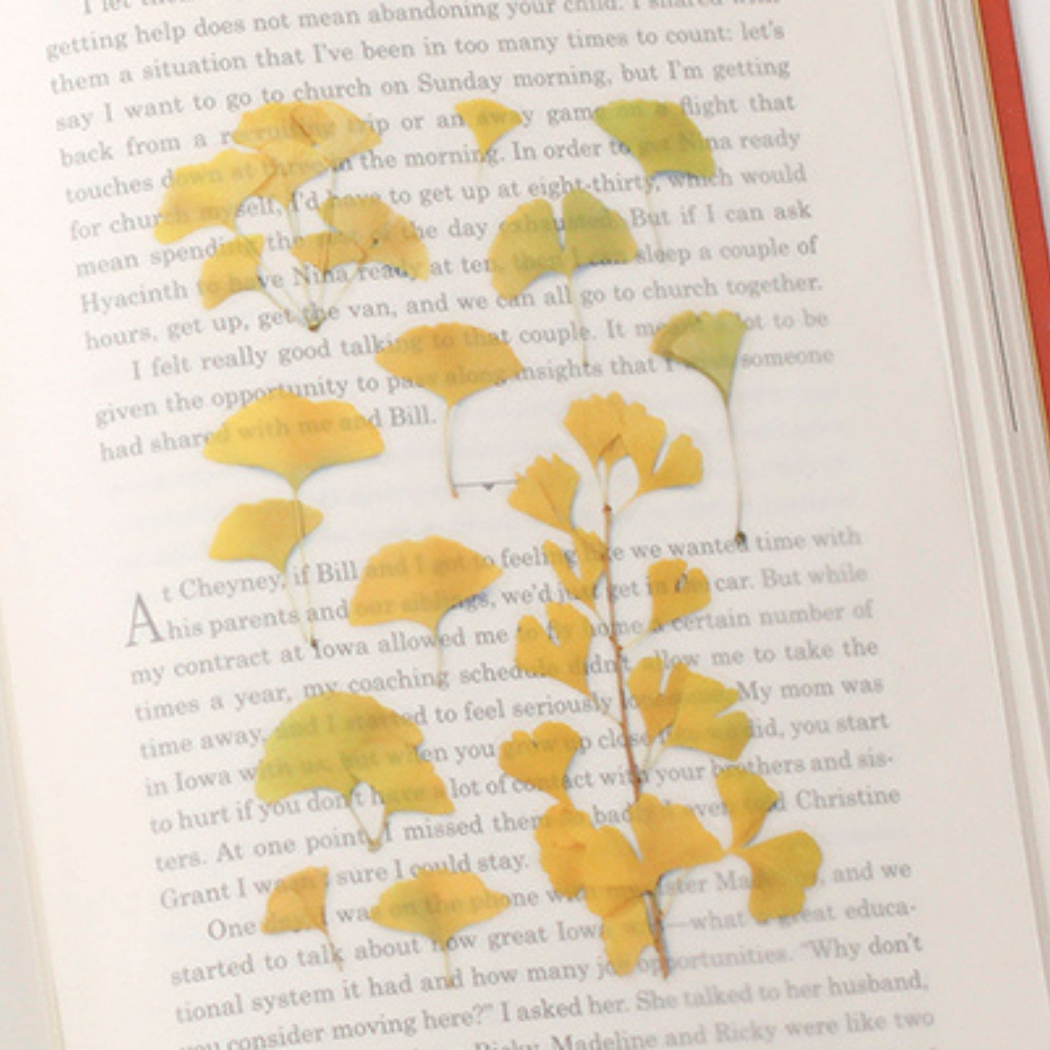 Appree Ginkgo Pressed Flower Stickers in the book  - Paper Kooka